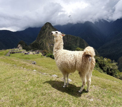 Machu Picchu